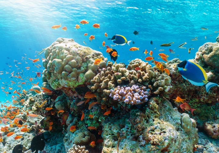 Geheimnisse der Korallenriffe