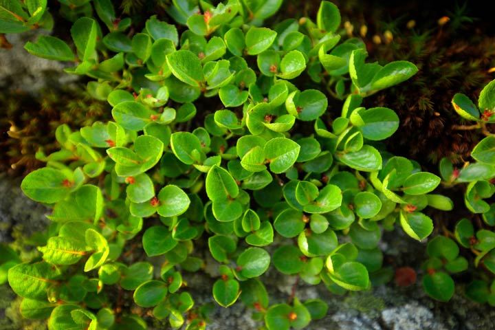Krautweiden (Salix herbacea)