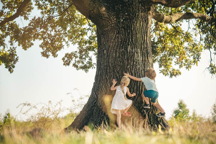 Passender Baum fürs Baumhaus