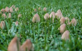 Pilze im Rasen