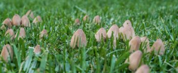 Pilze im Rasen