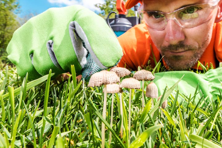Pilze im Rasen entfernen