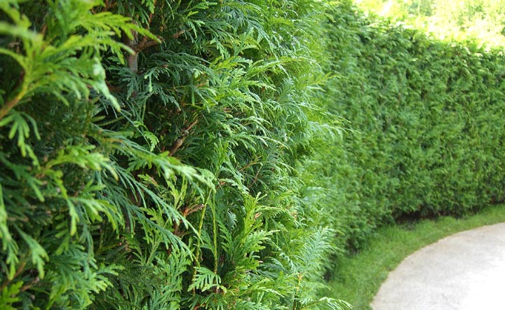 Thuja-Hecke