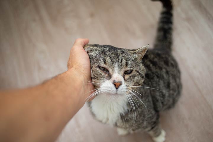 Typische Alterserscheinungen bei Katzen