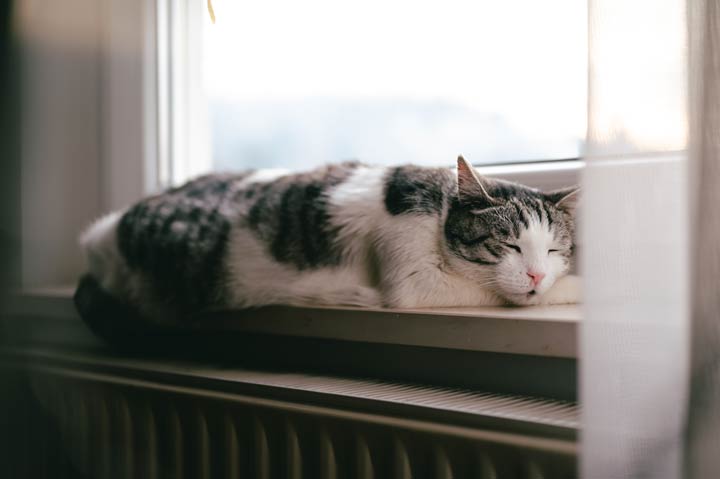 Verändertes Verhalten bei Katzensenioren