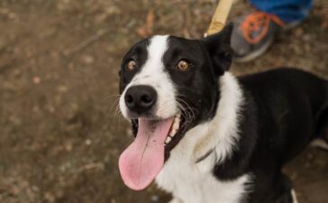 Verhaltensauffälligkeiten bei Hunden