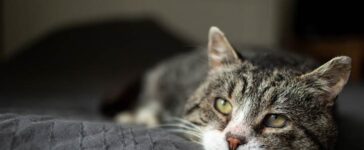 Wenn Katzen in die Jahre kommen