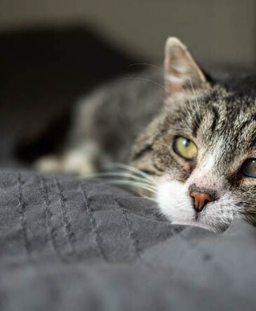 Wenn Katzen in die Jahre kommen