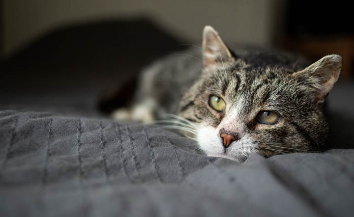 Wenn Katzen in die Jahre kommen