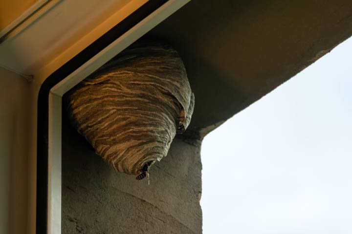 Wespennest auf dem Balkon